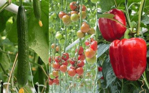 Greenhouse vegetables for high-tech greenhouses