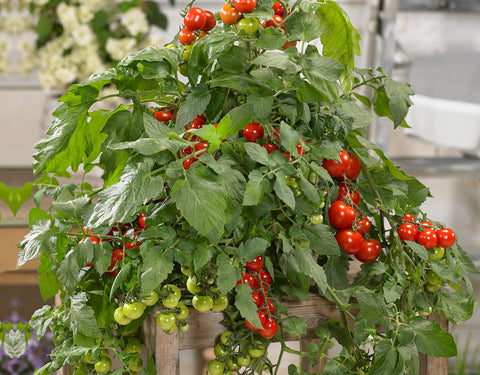Magnusa 100 F1 Tomato Seeds – Patio Variety for Pots & Hanging Baskets