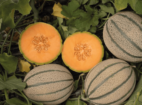 NOVA 1017 (Tuscan Melon)