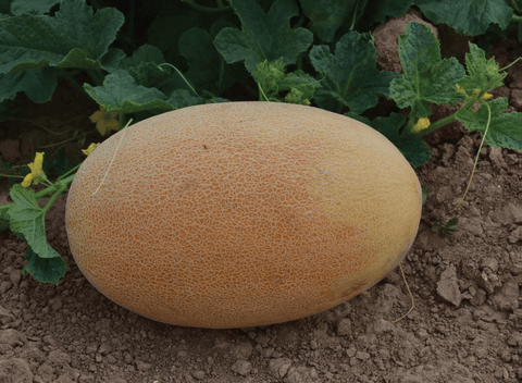 NOVA 1020 (Melon Ananas)