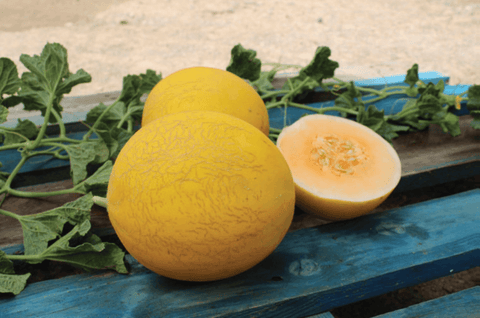 NOVA 1026 (Yellow Melon)