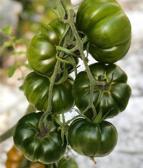 NOVA 2001 (Green Marmande)