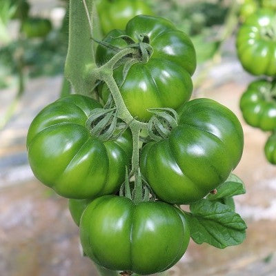 NOVA 2001 (Green Marmande)