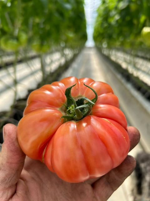 NOVA 2021 (Marmande Rose)