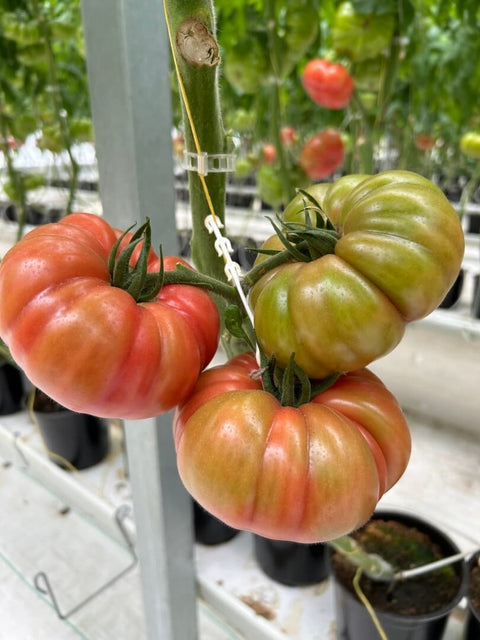 NOVA 2021 (Marmande Rose)