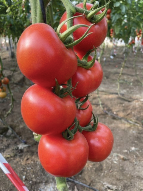 TOBRFV Resistant Tomato