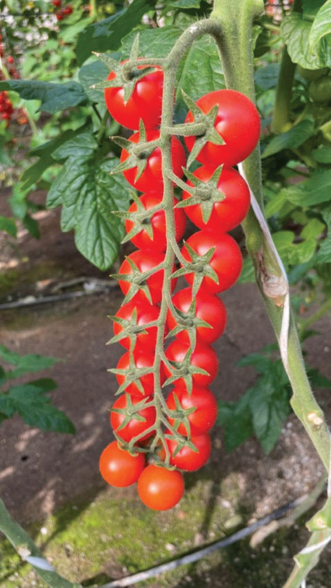 Tomates résistantes au ToBRFV