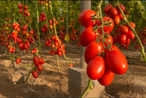 BATALLA (Plum Tomato)