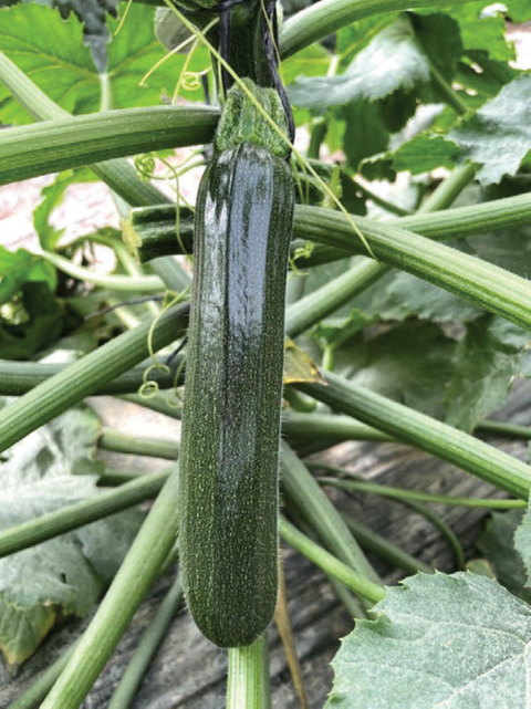 NOVA 716 (Green Zucchini)