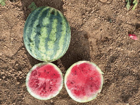 NOVA 913 (Crimson Watermelon)
