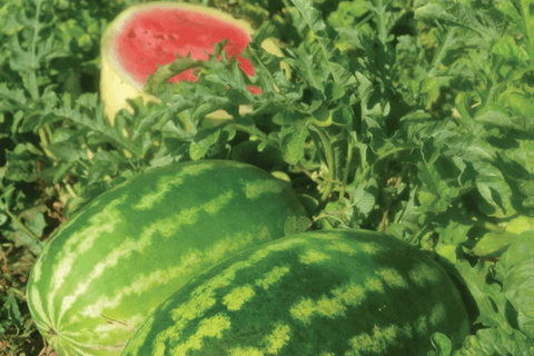 NOVA 914 (Crimson Watermelon)