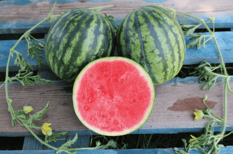 MELON D'EAU POLLINISATEUR