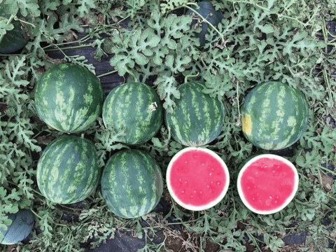 NOVA 916 (Crimson Watermelon)