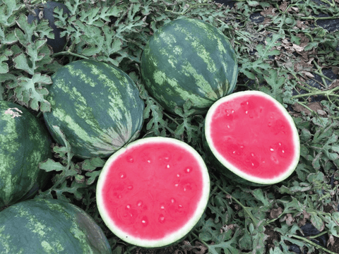 NOVA 916 (Melon d'Eau Crimson)