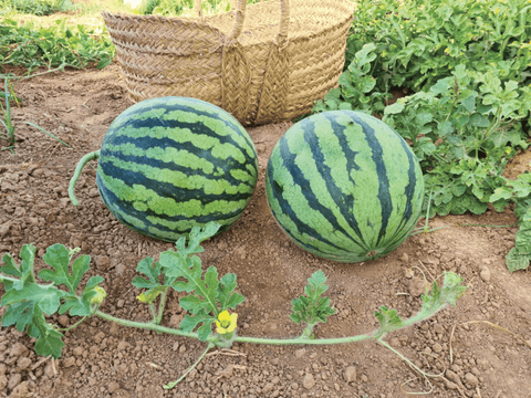 NOVA 918 (Tiger Striped Watermelon)