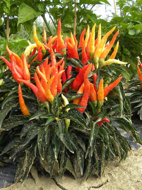 OCTOPUS Chili Pepper Seeds – Compact Ornamental Hot Pepper for Pots, Patio & Gardens
