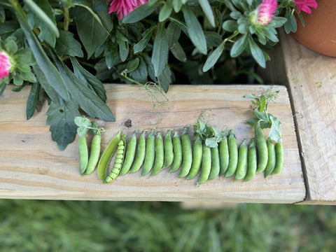 PEAS 'N' PODS BERNARD – Compact Shelling Pea for Pots & Small Gardens