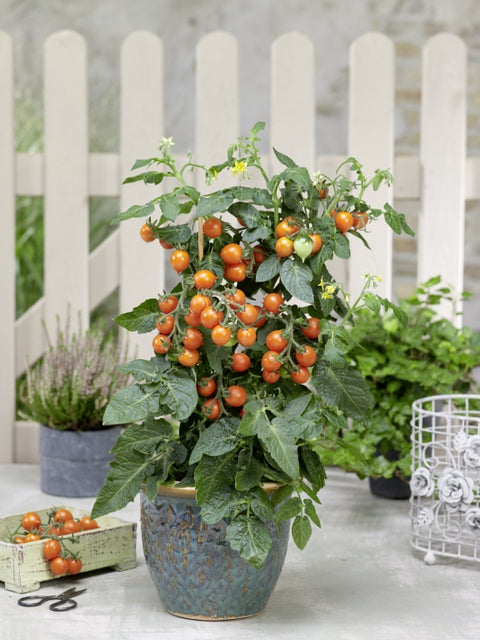 Pillar Tomatoes™ F1 Series – Joy et Catch