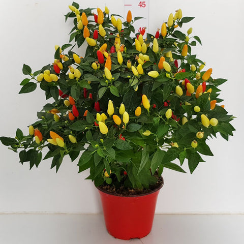 FUOCO DELLA PRATERIA Chili Pepper Seeds – Compact Ornamental Hot Pepper for Pots, Patio & Gardens