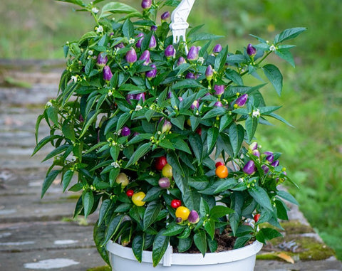 PYRAMID Chili Pepper Seeds – Compact Ornamental Hot Pepper for Pots, Patio & Gardens