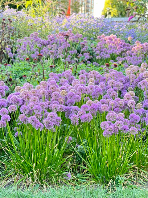 Allium Quattro F1 – Allium ornemental, fleurs violettes comestibles et attractif pour les pollinisateurs