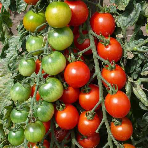 RED BAMBY F1 - Hybrid Cherry Tomato Seeds