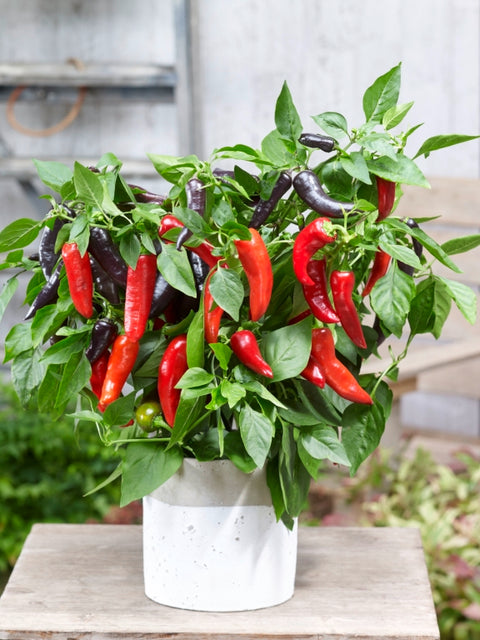 Rocket Peppers™ – Sweet Mamba F1