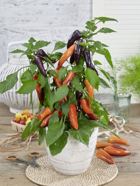 Rocket Peppers™ – Sweet Mamba F1