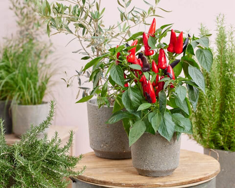 Spicy Mamba F1 Hot Pepper Seeds – Edible Patio Plant for Pots & Small Spaces