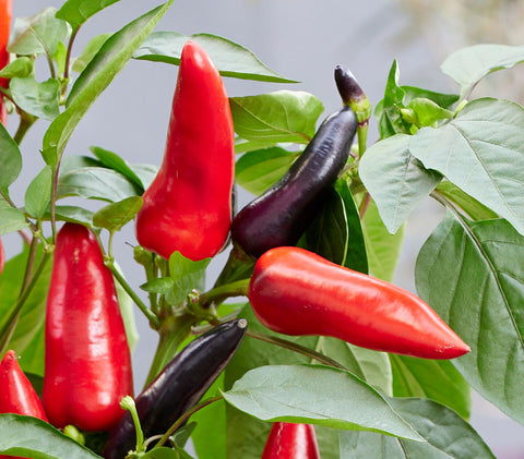 Spicy Mamba F1 Hot Pepper Seeds – Edible Patio Plant for Pots & Small Spaces
