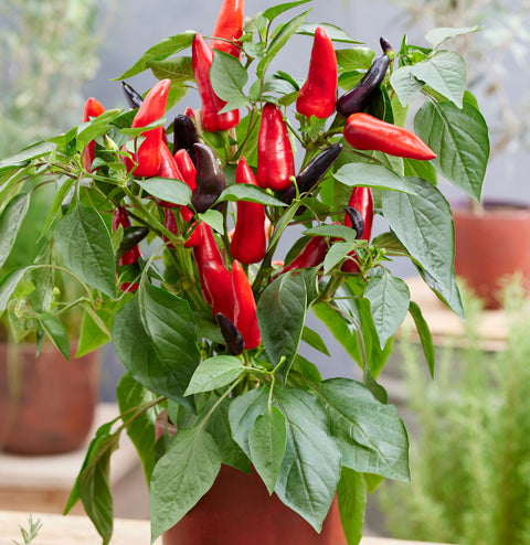 Spicy Mamba F1 Hot Pepper Seeds – Edible Patio Plant for Pots & Small Spaces
