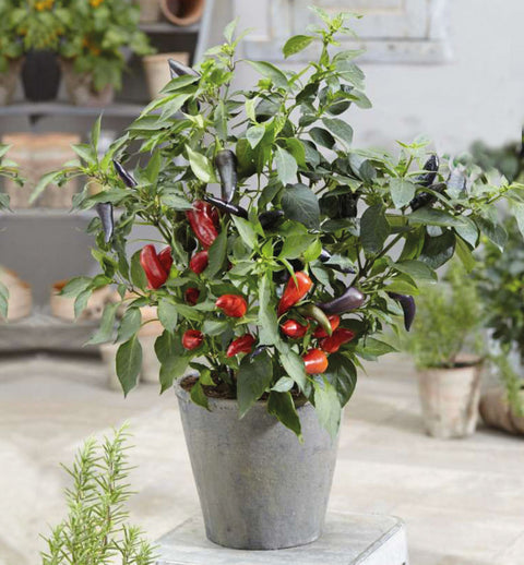 Spicy Mamba F1 Hot Pepper Seeds – Edible Patio Plant for Pots & Small Spaces