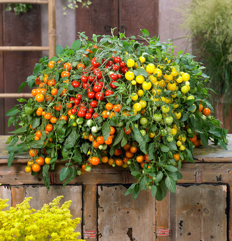 DONNA MIA: Trio Tomato Seed Bundle
