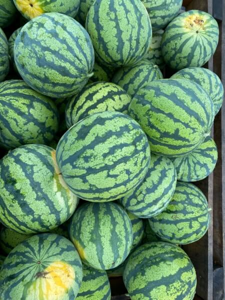 TWILIGHT F1 - Hybrid Watermelon Seeds