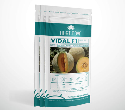 VIDAL F1 - Semences de Melon Cantaloup Hybrides