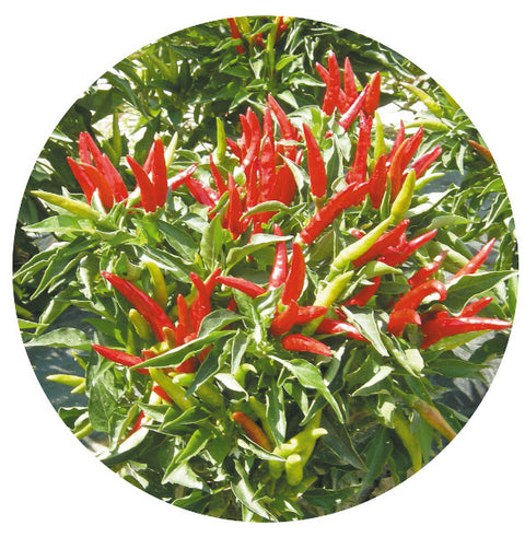 CAYAMBE F1 Chili Pepper Seeds – Compact Ornamental Hot Pepper for Pots, Patio & Gardens