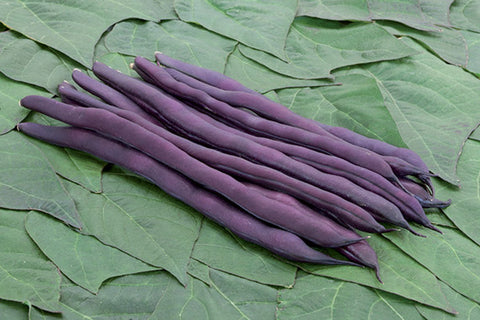 BLAUHILDE - Haricot Grimpant Violet