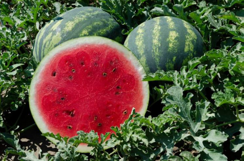 NOVA 919 (Crimson Watermelon)
