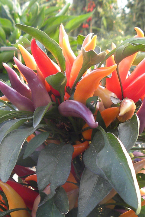 LAUTARO Pepper Seeds – Compact Ornamental Pepper for Pots, Patio & Gardens