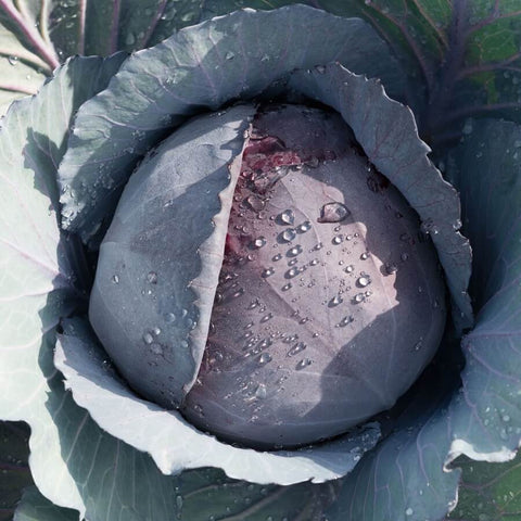 TOPARANI Open Pollinated Gardening Red Cabbage Seeds