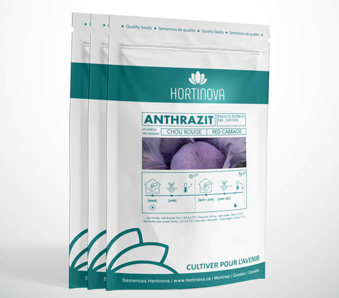ANTHRAZIT High Quality Red Cabbage Seeds for Gardening and Farming