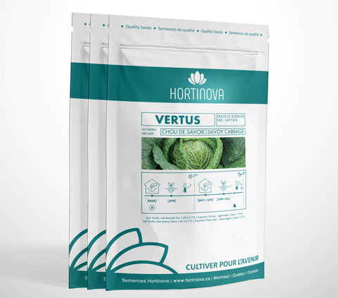VERTUS High Quality Savoy Cabbage Seed Package for Gardening and Farming