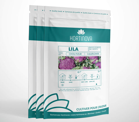 Cauliflower - LILA - Hortinova Seeds