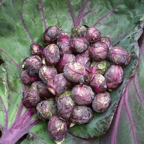 ROSELLA Open Pollinated Gardening Red Brussels Sprouts Seeds