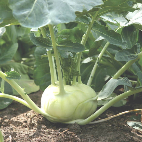 WHITE DELICACY Open Pollinated Kohlrabi Seeds for Gardening and Farming