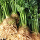 Celeriac - GABRIO - Hortinova Seeds
