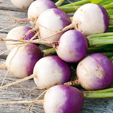 PURPLE TOP Open Pollinated Turnip Seeds for Gardening and Farming