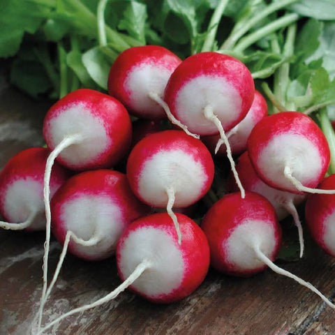 ISABELL Open Pollinated Radish Seeds for Gardening and Farming