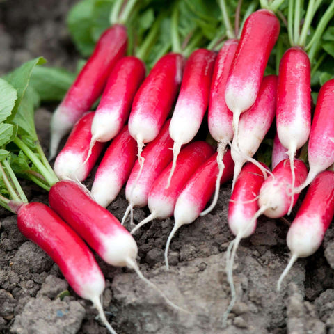 DUETT Open Pollinated Radish Seeds for Gardening and Farming