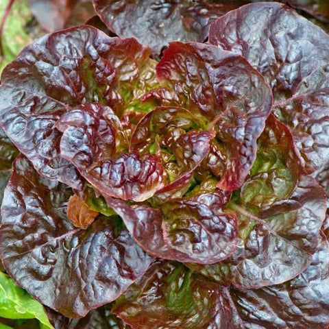 RED CROSS Open Pollinated Butterhead Leaf Lettuce Seeds for Gardening and Farming